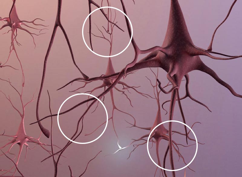 Neuron Cells