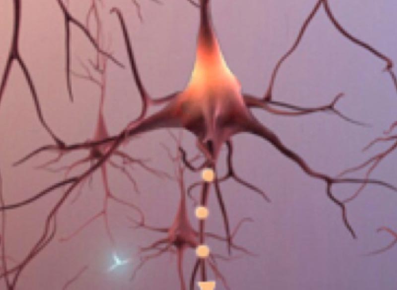 Neuron Cells